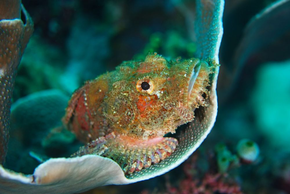 A scorpionfish resting on a thin curved shelf of coral. It has irregular brown and reddish patches on it; there are no cirri over its eyes but it has a fringe of them under its chin, giving it a bearded appearance.

#Nature #NaturePhotography #Divesky #UnderwaterPhotography #Wildlife #WildlifePhotography