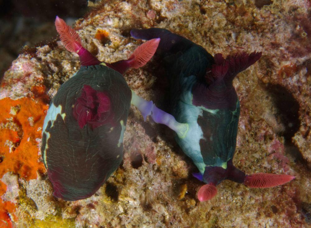 Two nudibranchs on an algae-covered rock. One faces towards the camera, the other faces away. They have red rhinopores and gills, and a white body with a large irregular dark green patch on the back. There are small yellow patches around the edges of the green areas. They are joined by a purple tube, which is how nudibranchs mate; they are hermaphrodites and so each uses the tube between them to fertilize the other's eggs. #WildlifePhotography #Wildlife #NaturePhotography #Nature #UnderwaterPhotography #Macro #Divesky
