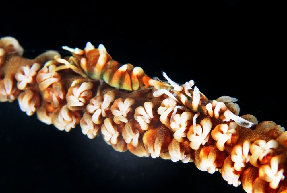 Two shrimp, which appear to be following each other. They have white legs and brown-and-white striped bodies; their backs have a notably spiky profile. They are on a thin whip coral; the white tentacles of each polyp stand out against the brown polyp bodies. #UnderwaterPhotography #Macro #Nature #NaturePhotography #Wildlife #WildlifePhotography