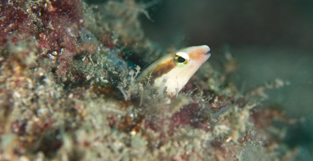 A small fish (probably a blenny or goby) poking its head out from a burrow in a rock