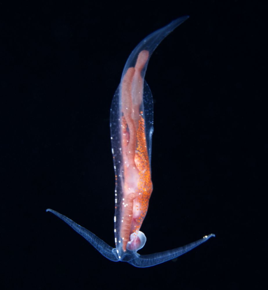 A translucent pelagic nudibranch . The internal organs are clearly visible, and the rhinopores can be seen at the bottom of the image.

Nikon D7100, Nauticam housing, Nikon 60mm macro lens, Inon Z240 and Z330 strobes

#Nature #NaturePhotography #Wildlife #WildlifePhotography #UnderwaterPhotography #Macro #Divesky

