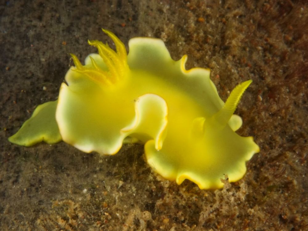 A bright yellow nudibranch crawling over an algae-covered surface. It has a white/pale yellow marginal band but no other markings.  I think that the stubby rhinopore is not damaged but just foreshortened because it's pointing straight at the camera. 

#Nature #Wildlife #WildlifePhotography #NaturePhotography #UnderwaterPhotography #Macro