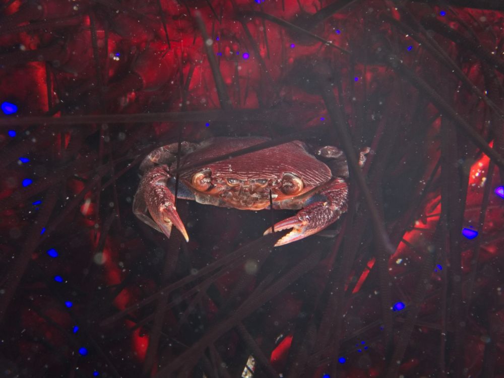 A small brown crab with some white markings. It is clinging on to the dark brown/red spines of a sea urchin; the urchin's red skin with vivid blue dots is visible around the crab.

#UnderwaterPhotography #Macro #Nature #Wildlife #WildlifePhotography