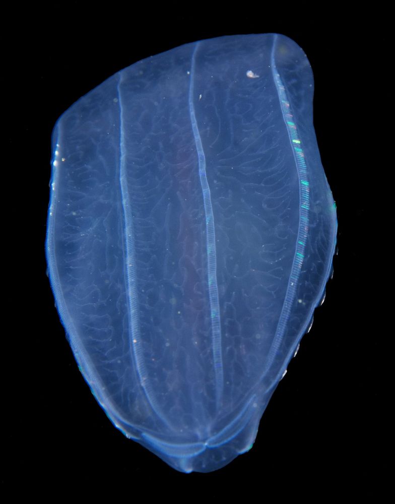 A blue ctenophore. Rows of cilia are visible