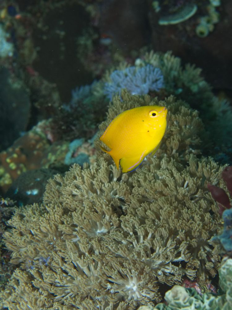 A small, bright yellow fish circling above a coral head. 

#UnderwaterPhotography #Wildlfe #WildlifePhotography #Nature #NaturePhotography