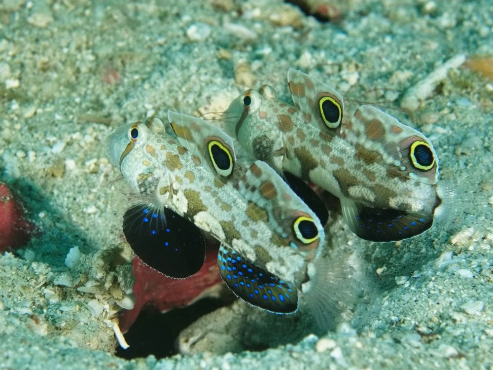 Two gobies hovering over the entrance to their burrow in the sand. They have white bodies with brown patches, dark pectoral and anal fins with blue spots, and two yellow-ringed black spots on their dorsal fins.

#UnderwaterPhotography #Photography #NaturePhotography #Nature #Wildlife #WildlifePhotography 