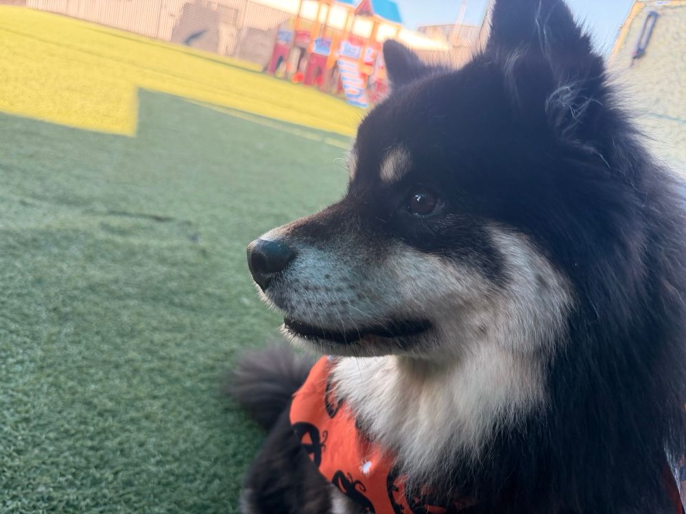 Bumble looking to the side, appearing calm and happy. He’s wearing his Halloween bandana. You can see a doggy play area behind him.