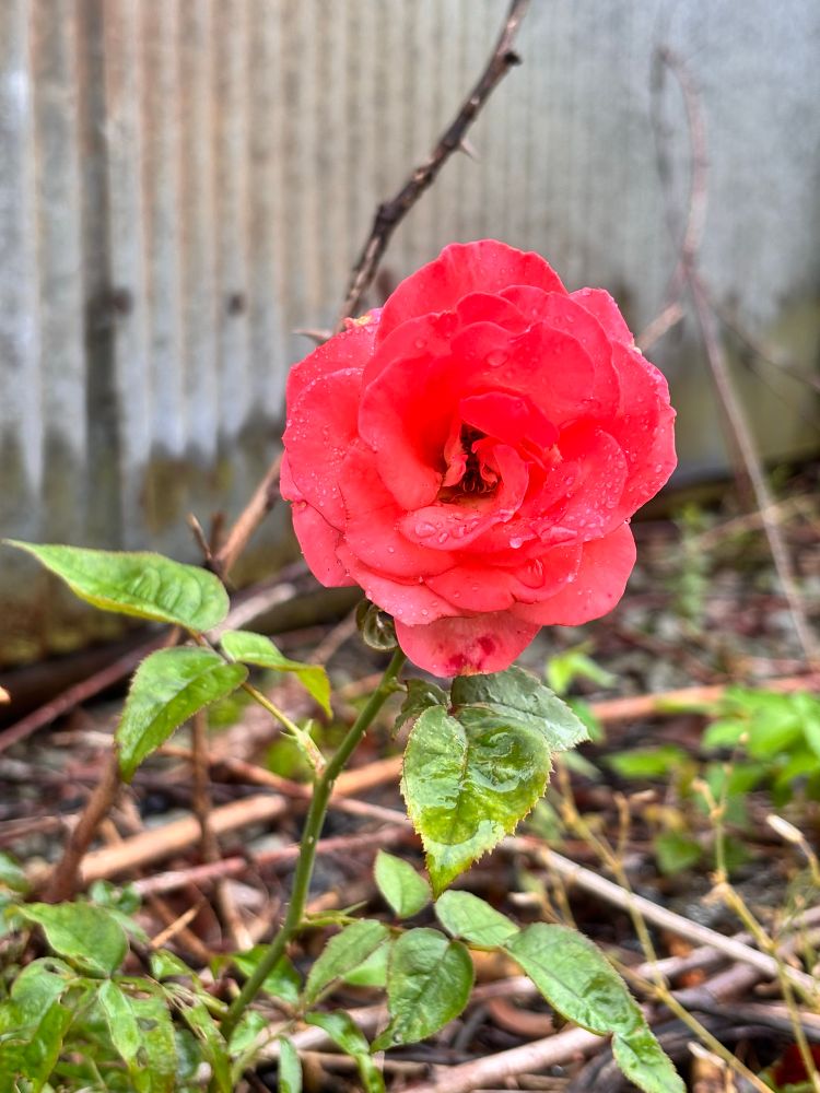 A pinky-peach colored rose standing alone amongst a bunch of twigs and leaves, in front of the aged and rusting tin siding of our shed. Rain drops speckle the petals and the earth around it is damp.
