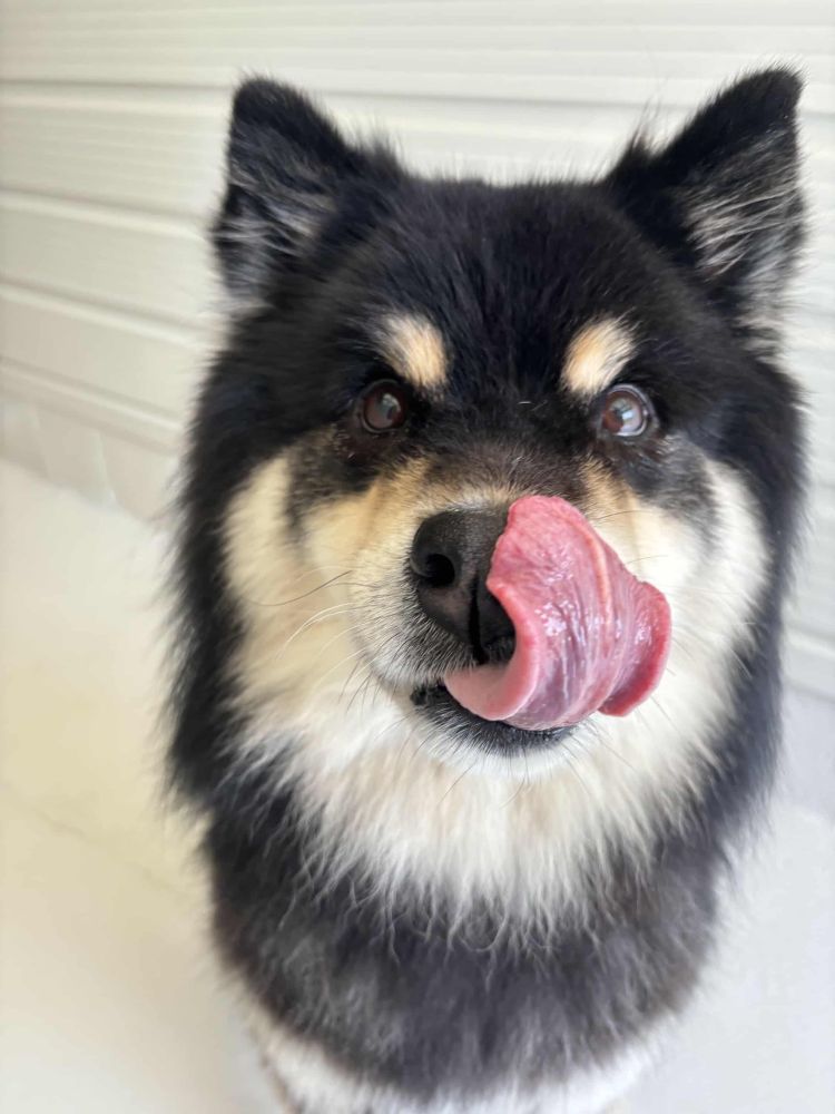 Bumble licking his mouth, looking behind the camera. His eyes are bright and happy.