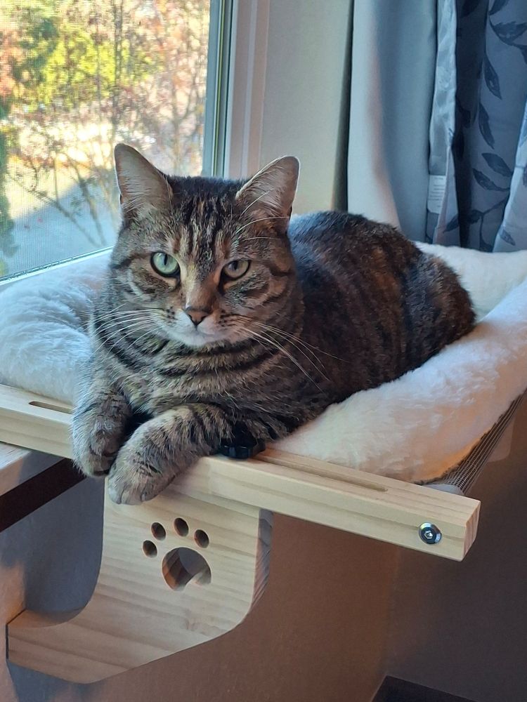 A sedate looking, full grown, gray tabby peers at the camera from a comfy window sill perch.