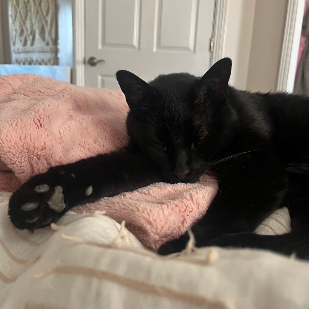 An actual angel (cat) taking a snooze
