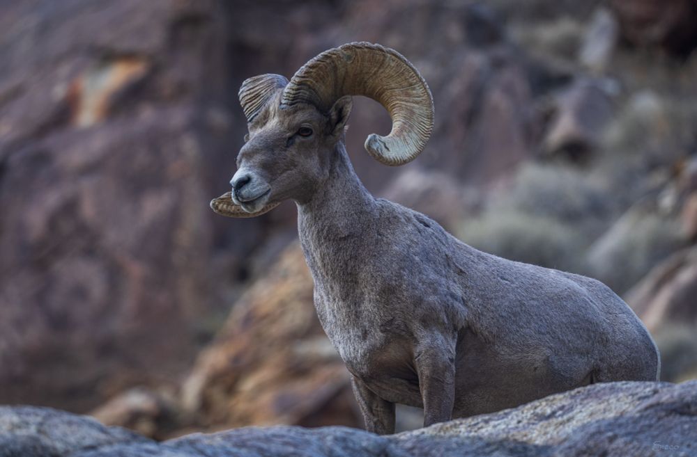 Bighorn ram looking left.