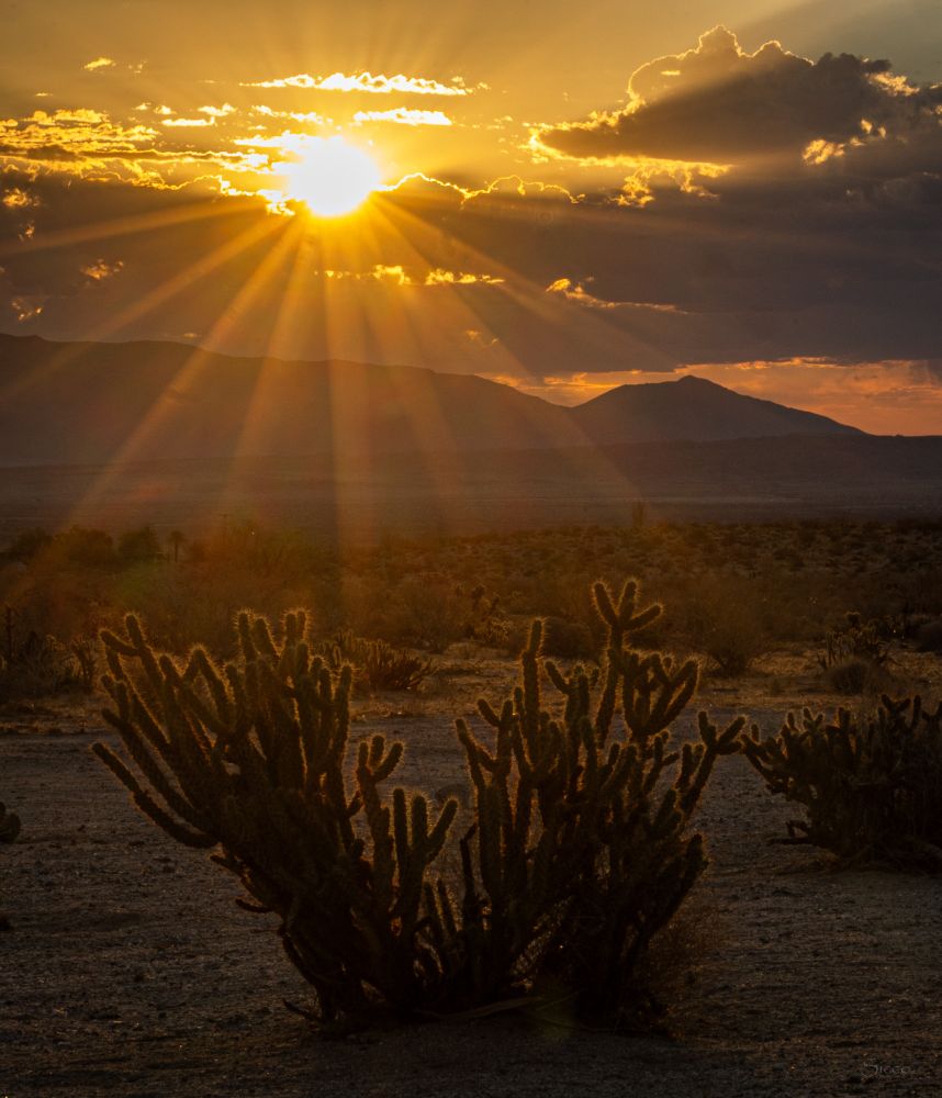 Sunrise through the clouds east this morning. A cholla cactus in the front. 