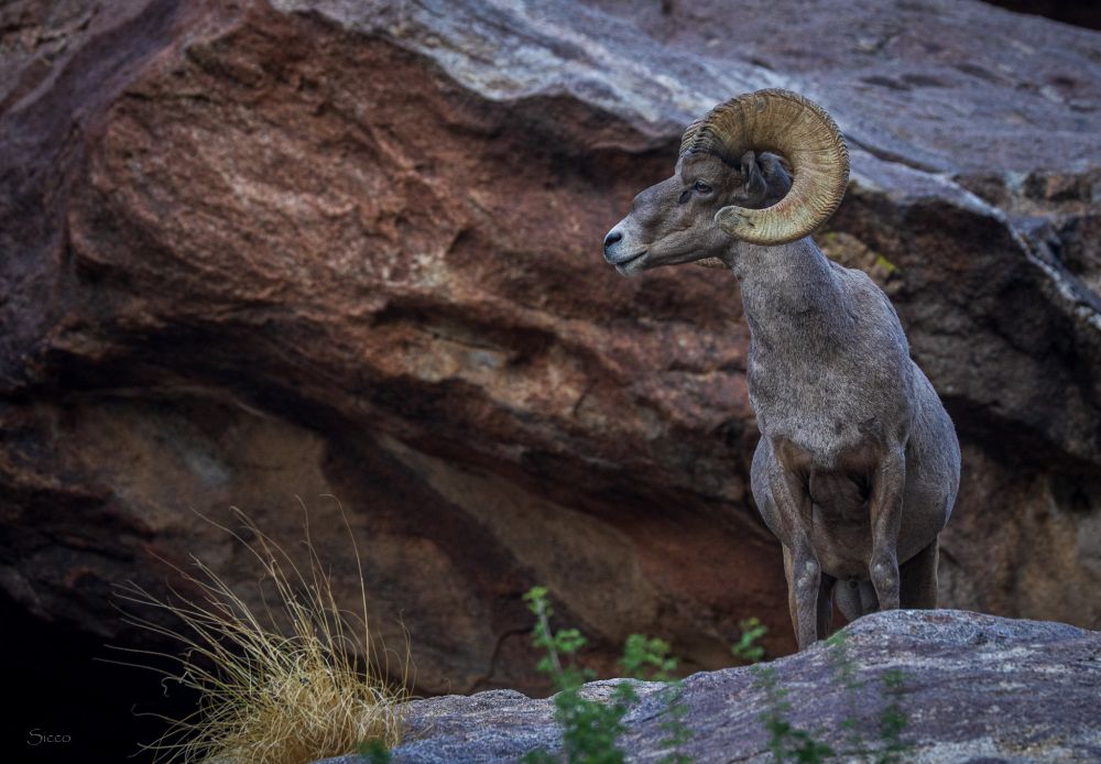 A bighorn ram stands on rock looking left. 