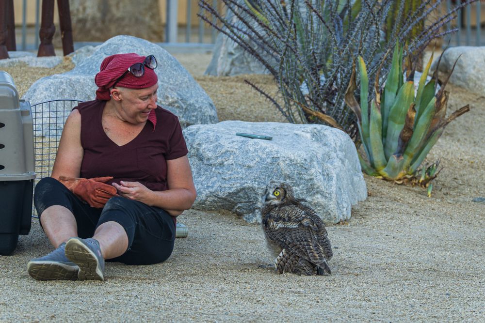 Jennifer Peterson helping a great horned owl out of the cage.