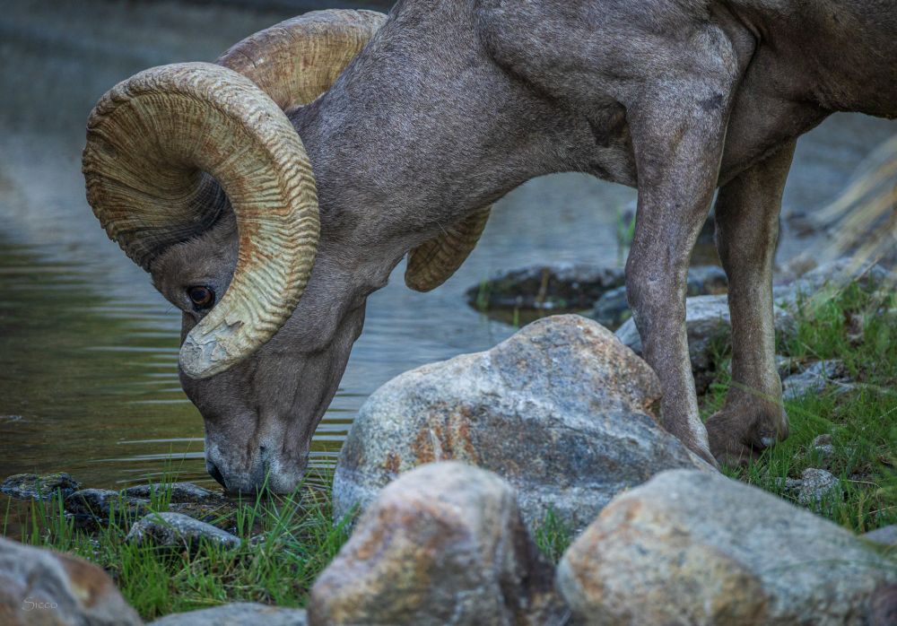 A bighorn ram drinks water from one of the ponds of the Borrego Palm Canyon Creek. 