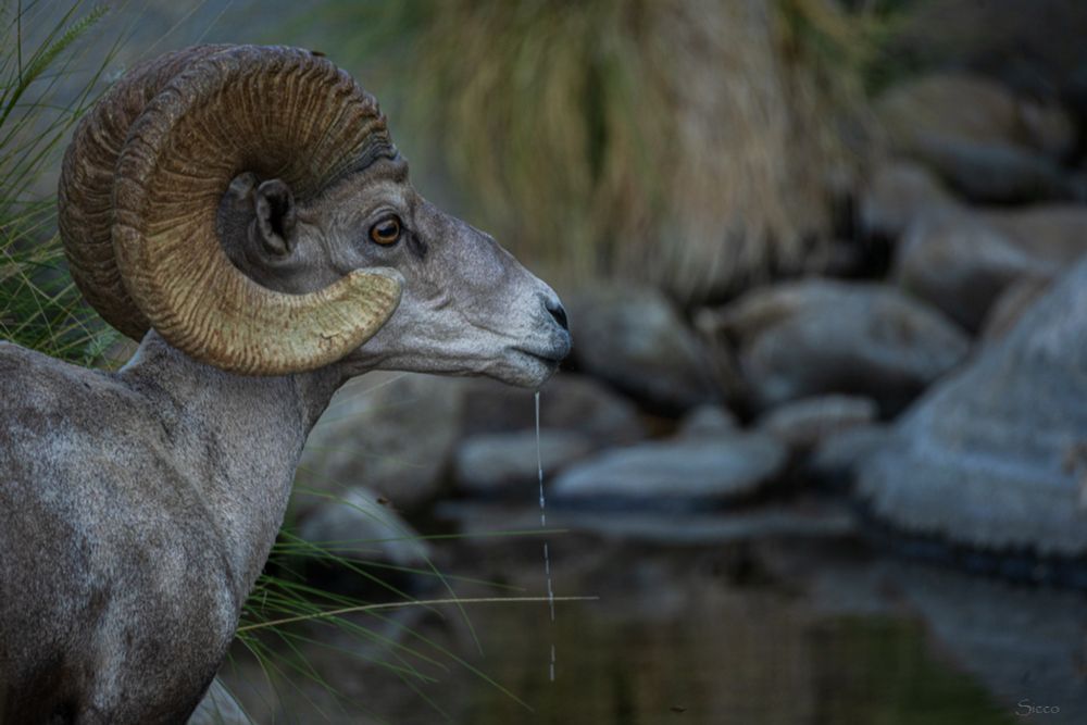 A bighorn ram drinks water from one of the ponds of the Borrego Palm Canyon Creek. 