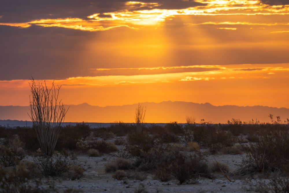 Looking east towards the sunrise, which was now peaking through the clouds. Ocotillos in front. 