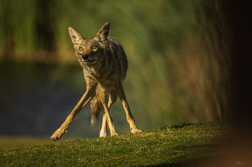 Coyote looks up and a bit of a funny stance
