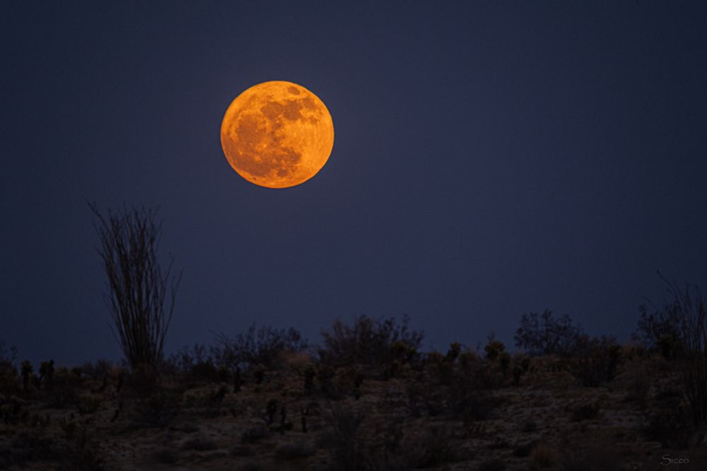 The full "Strawberry Moon" rises behind on old dune with an ocotillo.