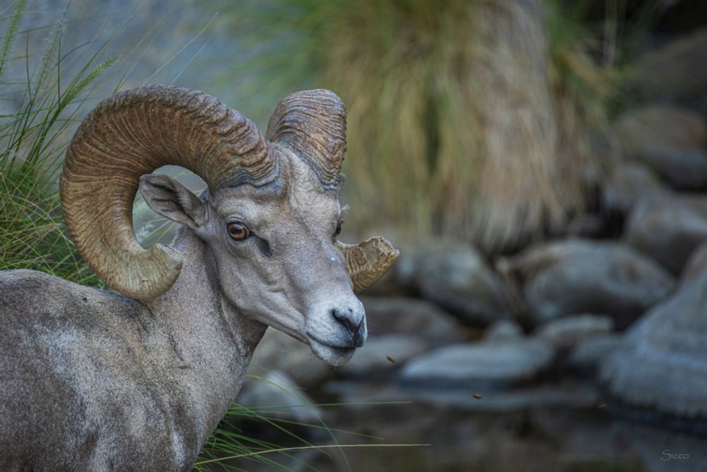 A bighorn ram looks up towards the viewer after drinking from the Borrego Palm Canyon creek. 