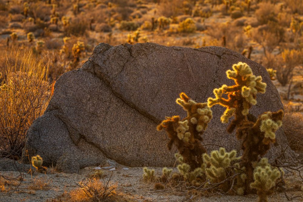 A cholla lit up by the golden sunrise light in front of a boulder. 