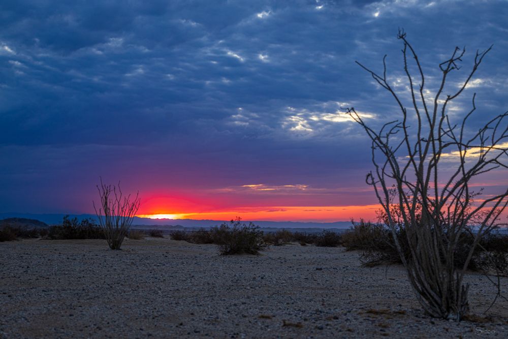 Looking east towards the sunrise. Ocotillos in front. 