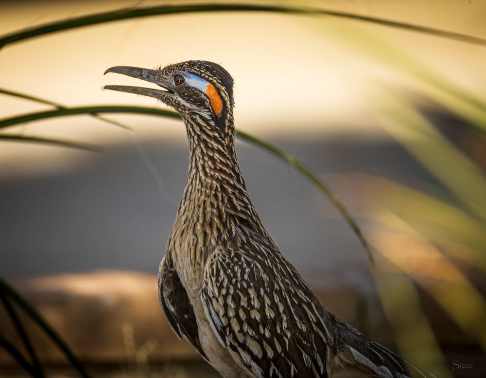 A roadrunner looking sideways left.
