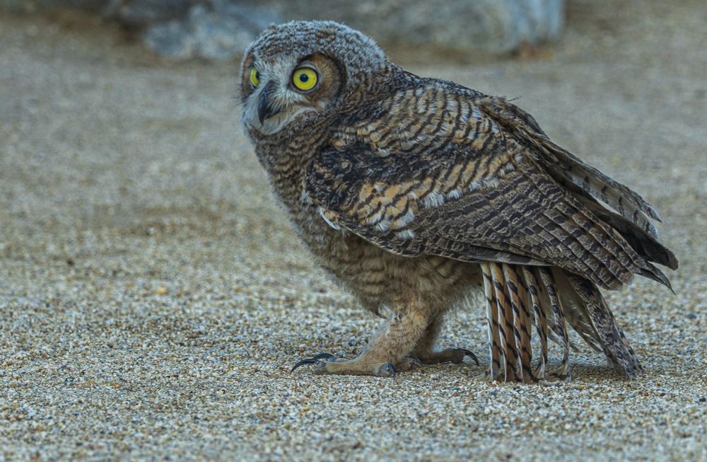 Fledgling great horned owl out of the cage.