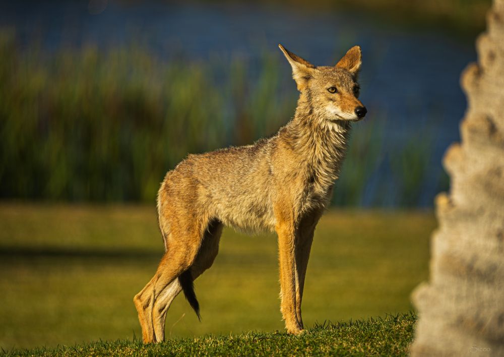 Coyote looks right