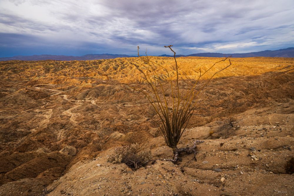 Overcast in the Borrego Badlands with an ocotillo in the foreground. 