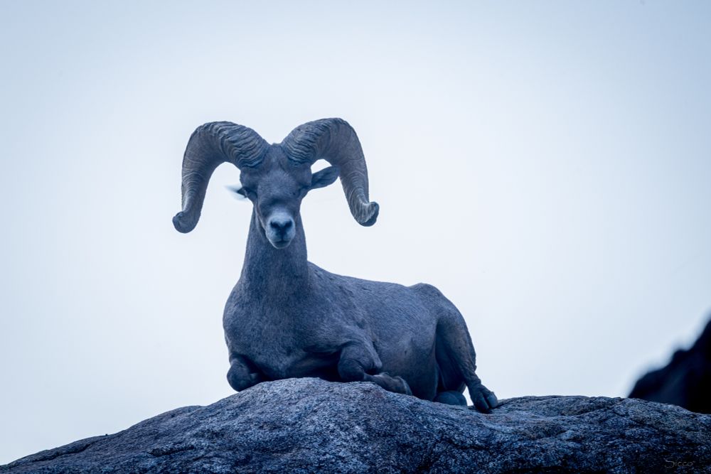 Bighorn ram looking at camera while laying on rock. 