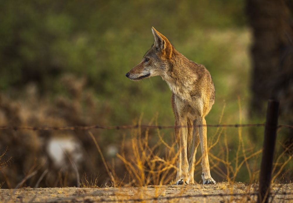 A coyote in the Borrego Valley looks left. 