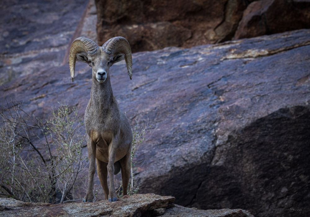 Younger bighorn ram standing on rocks looking at camera.