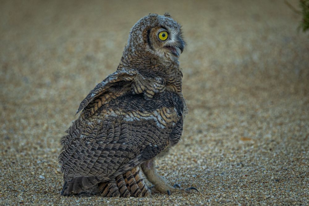 Fledgling great horned owl out of the cage.