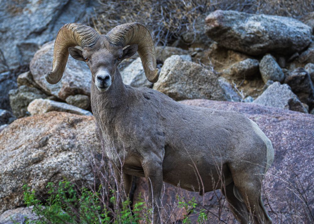 Bighorn ram looking at camera.