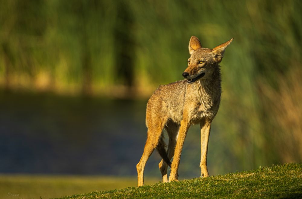 Coyote looks left