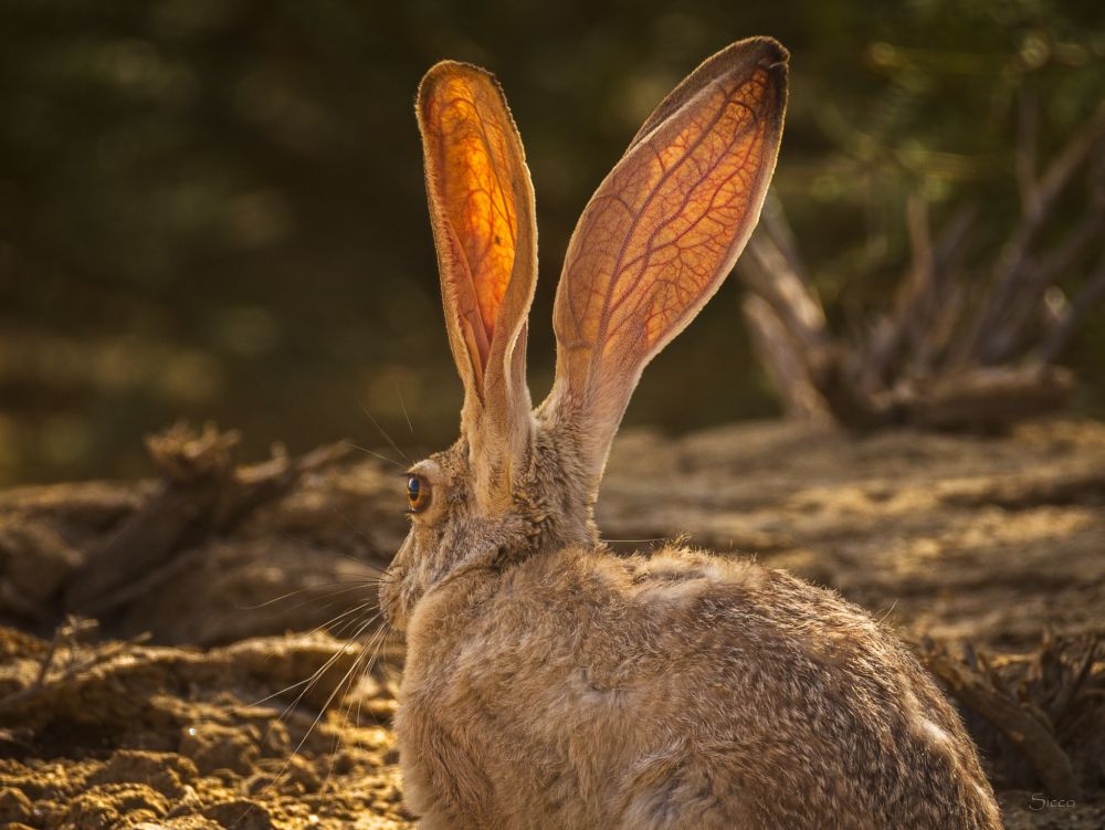 Black-tailed jackrabbit ears showing veins dilating (vasodilation) to release excess heat.
