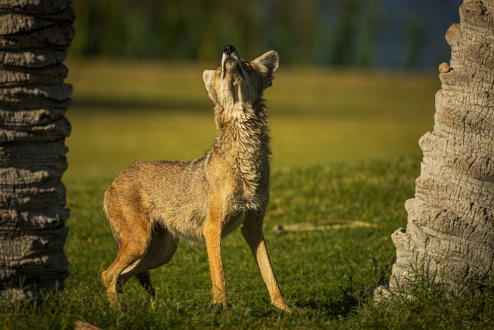 Coyote looks up