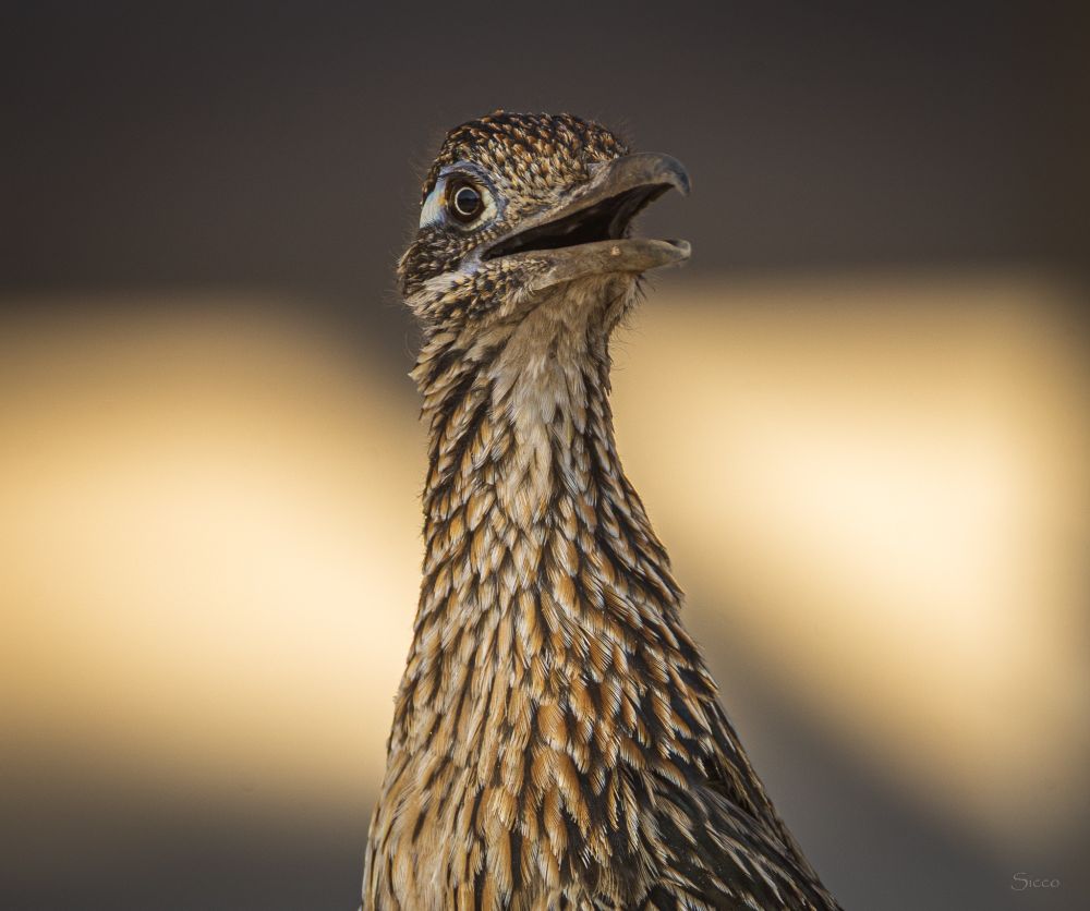 A roadrunner looking up towards camera.