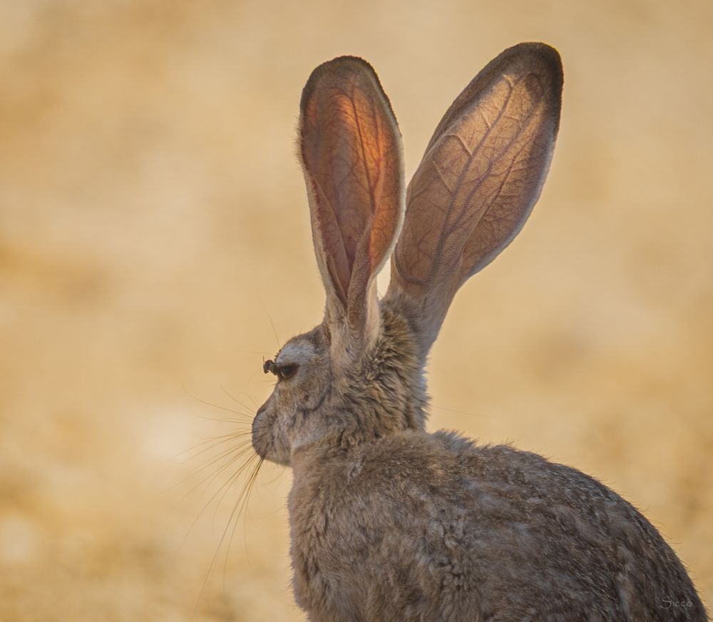 Black-tailed jackrabbit ears showing veins dilating (vasodilation) to release excess heat.