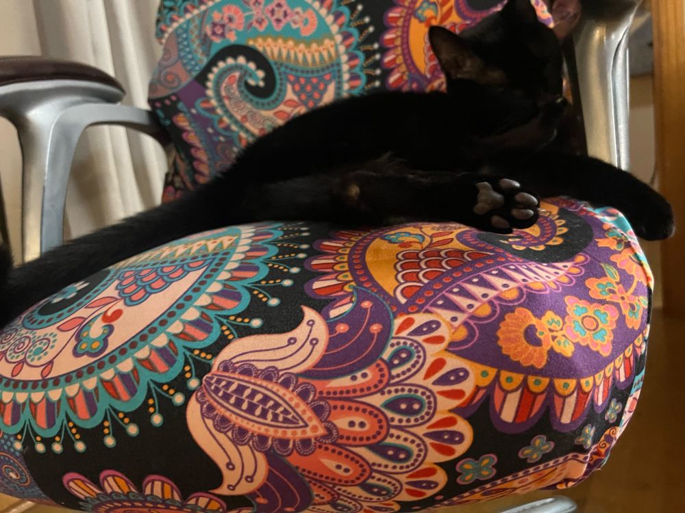 A black cat named Zion is lying in a colorful desk chair. 