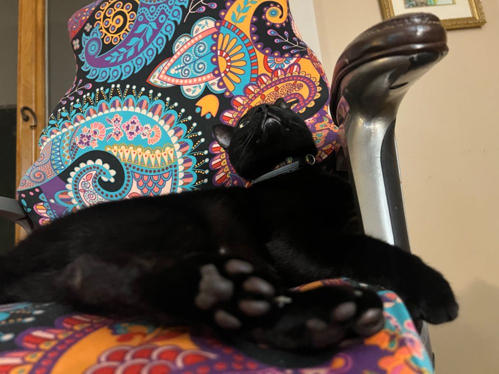 A black cat named Zion is lying in a colorful desk chair. 