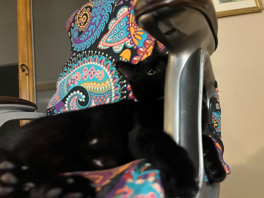 A black cat named Zion is lying in a colorful desk chair. 