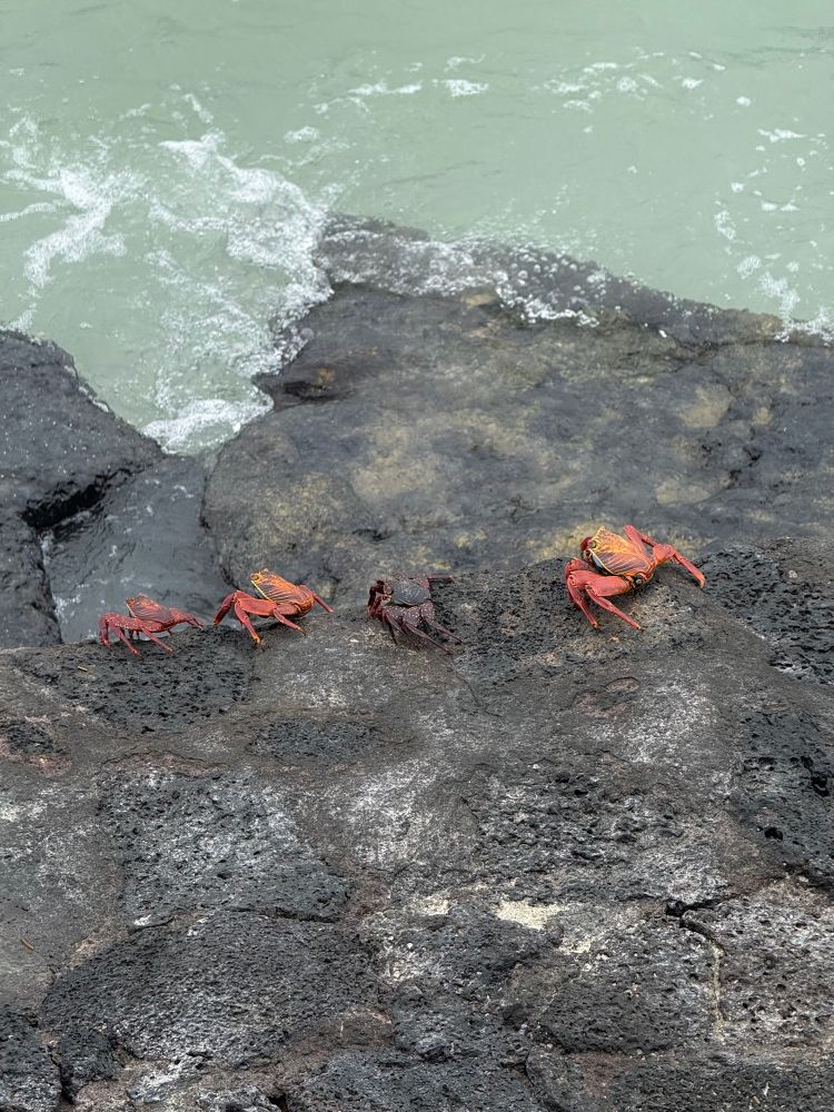 Auf einem Felsen sitzen vier Krabben. 