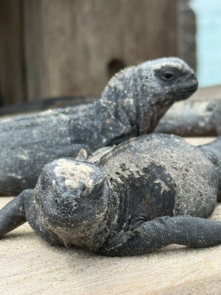 Eine Galapagos-Echse