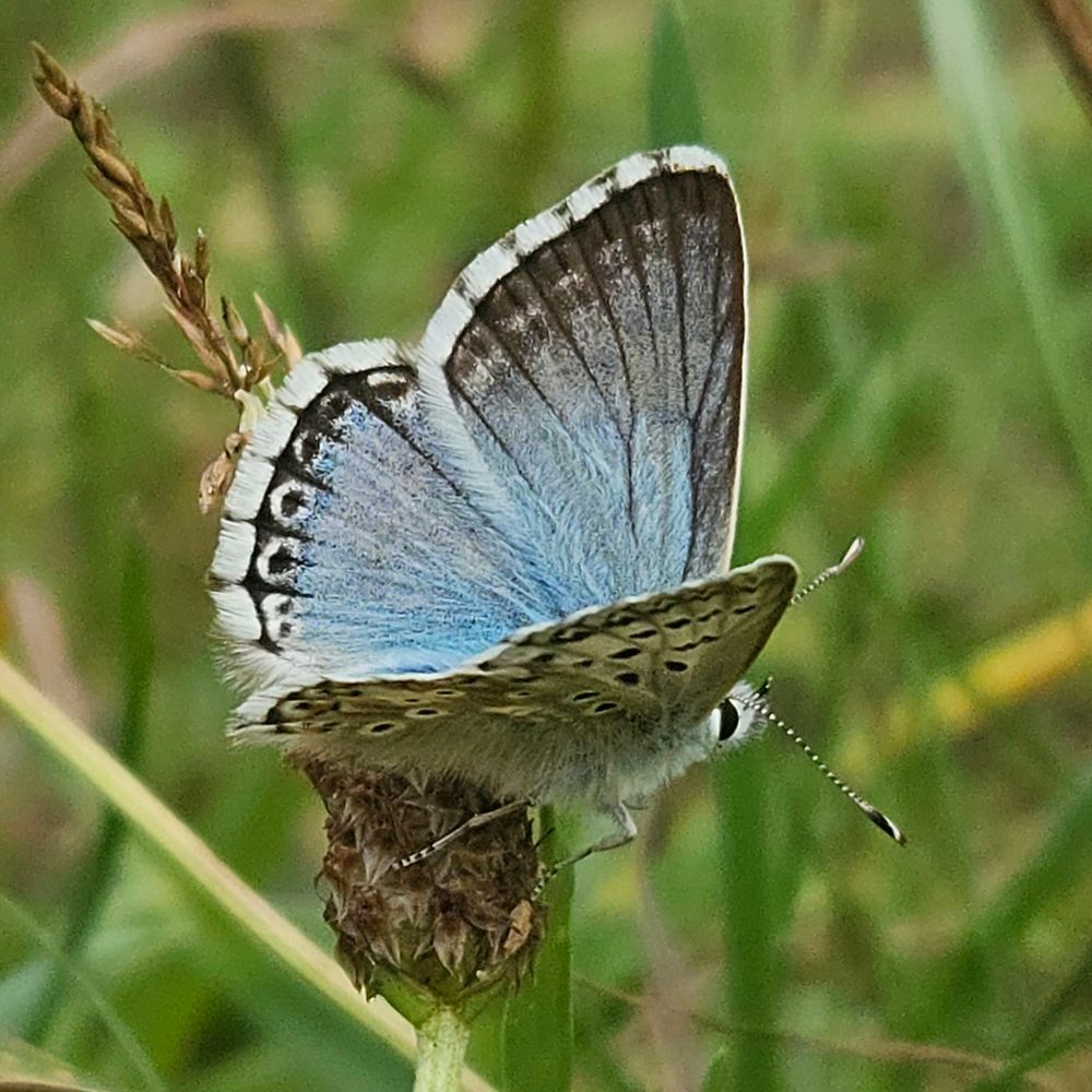 A pale blue Chalkhill Blue butterfly perched on a plant stem
