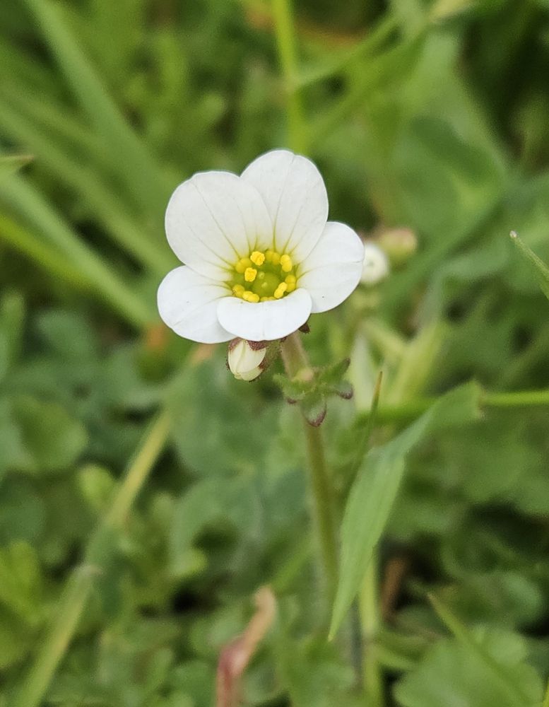 A beautifully delicate white flower with a yellow centre full of pollen.