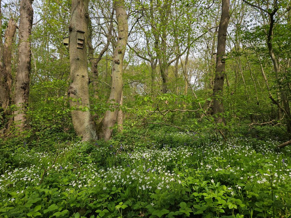 Trees in an old wood with wooden bat boxes amongst white and blue flowers.
