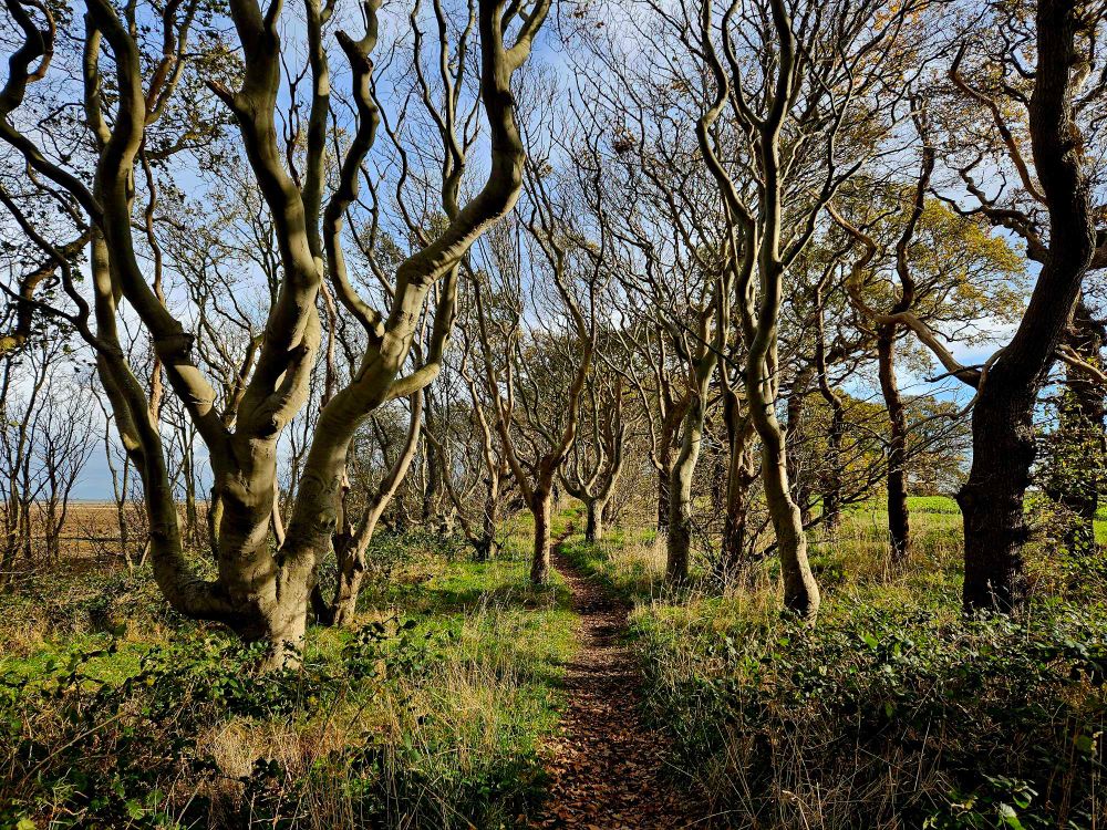 Beech and oak trees with twisted trunks and branches. 